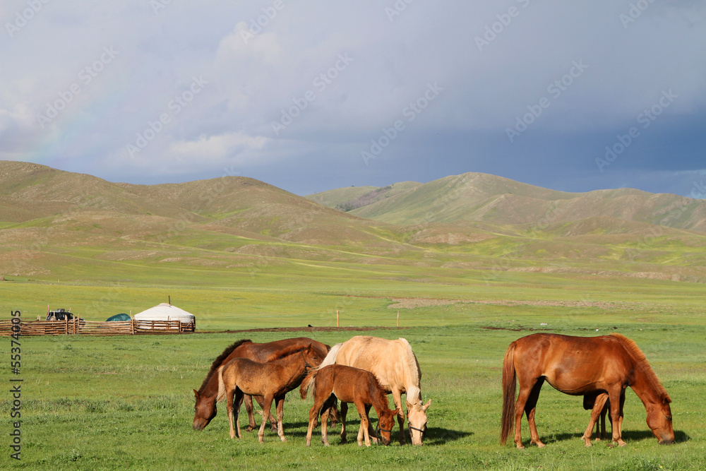 Chevaux en liberté dans la steppe Chevaux en liberté dans la steppe