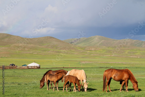 Chevaux en liberté dans la steppe