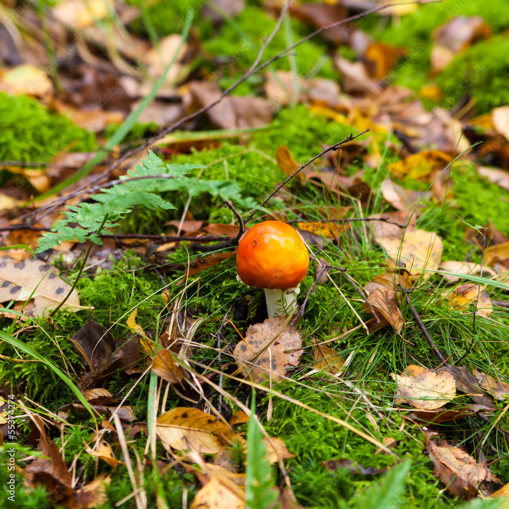 amanita muscaria.