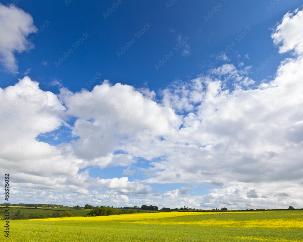 Obraz premium Oilseed Rape, Canola, Biodiesel Crop