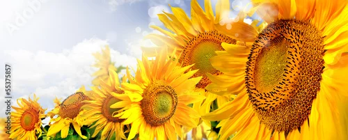 Panel kuchenny z motywem kwiaty