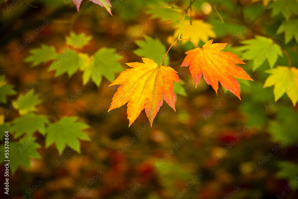 Autumn colours, Acer leaves Autumn colours, Acer leaves
