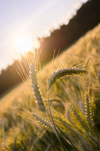 Few wheat ears standing out of wheat field