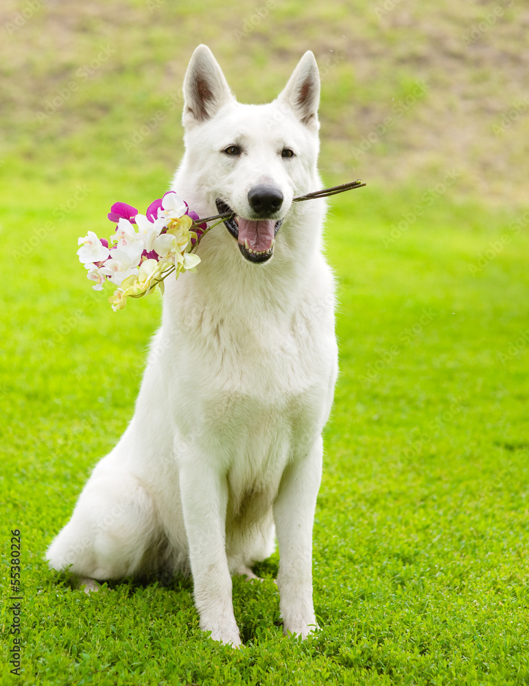 Purebred White Swiss Shepherd with a flower in its mouth Purebred White Swiss Shepherd with a flower in its mouth