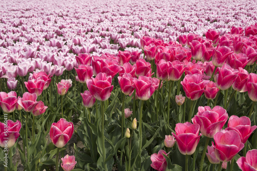 Fields with pink tulips in the Netherlands
