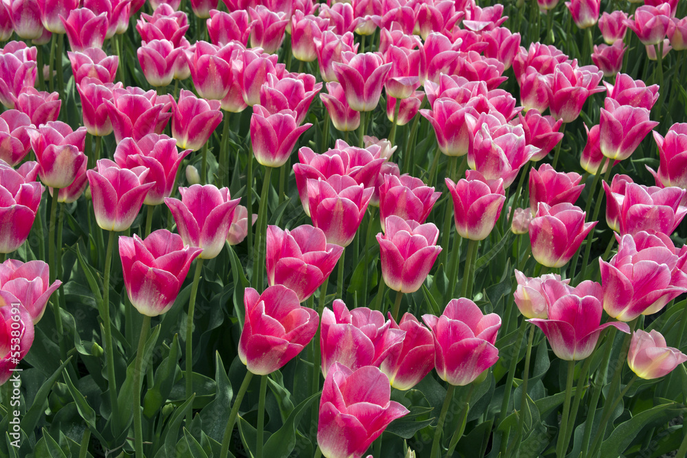 Obraz premium Fields with pink tulips in the Netherlands