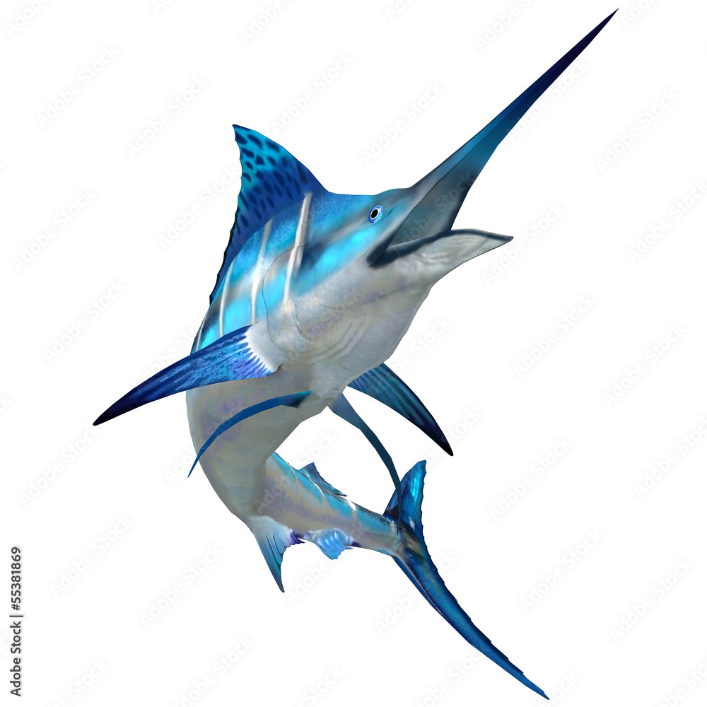 Fototapeta premium Marlin Fish on White