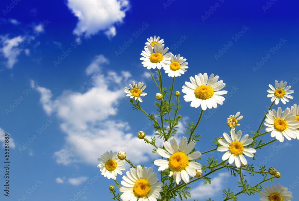 Pretty summer field carpeted with wild daisy's Pretty summer field carpeted with wild daisy's