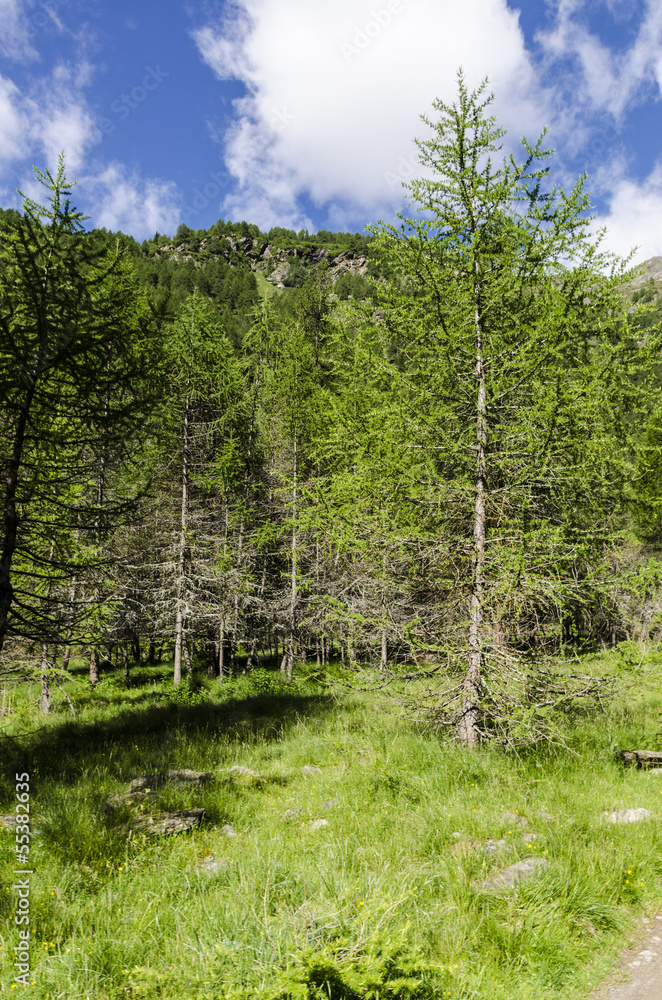 Alpine meadows in the summer in the mountains in northern Italy Alpine meadows in the summer in the mountains in northern Italy