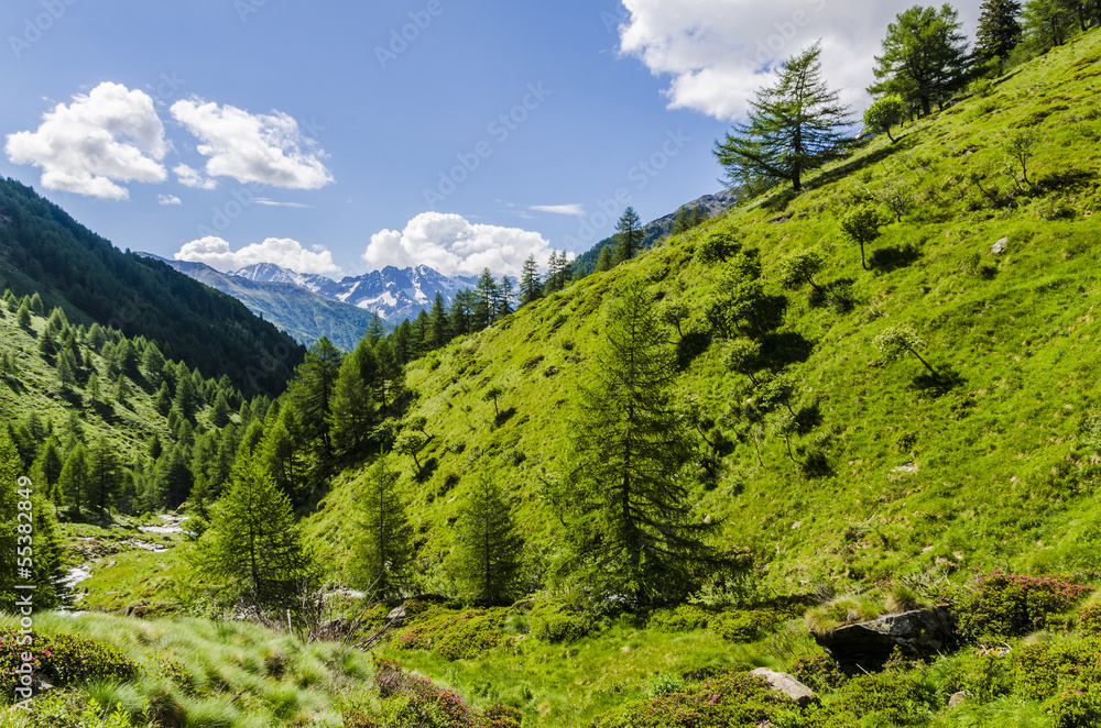 Alpine meadows in the summer in the mountains in northern Italy
