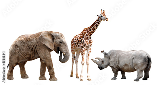 giraffes , elephant and rhino isolated on white
