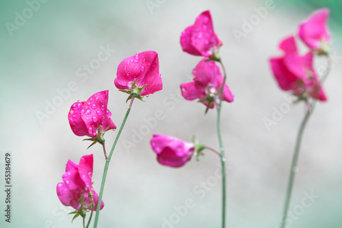 Fényképezés Pink sweet pea flowers (Lathyrus odoratus)