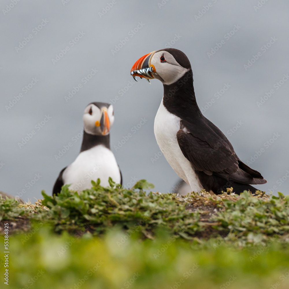 Naklejka premium a puffin with fish