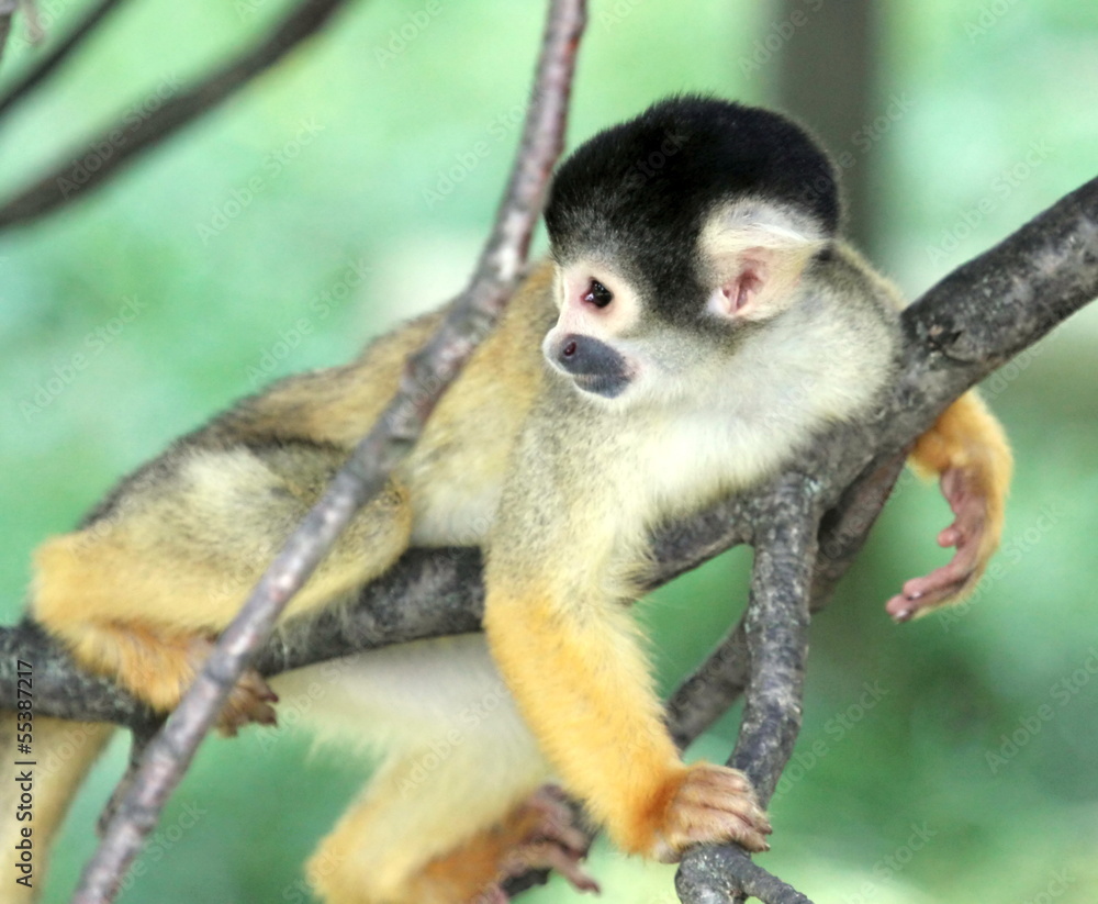 Squirrel monkey in a tree Squirrel monkey in a tree
