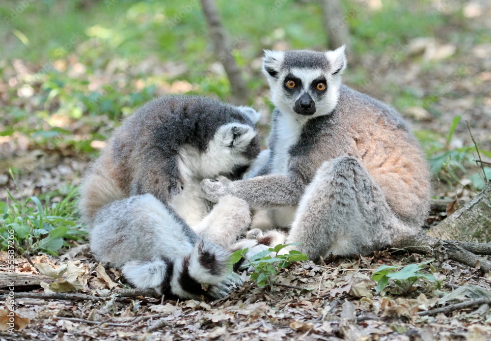 Obraz premium Lemur catta (maki) of Madagascar