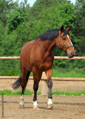 Thoroughbred horse © horsemen