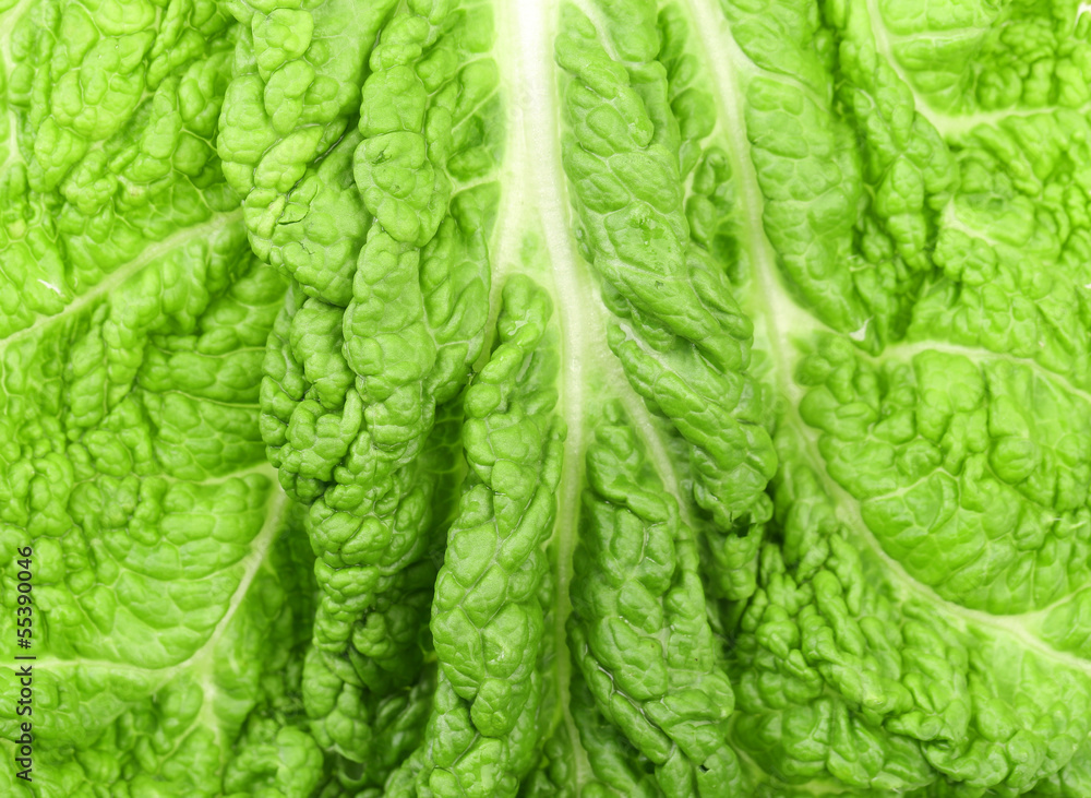 Obraz premium Background of leaf chinese cabbage.