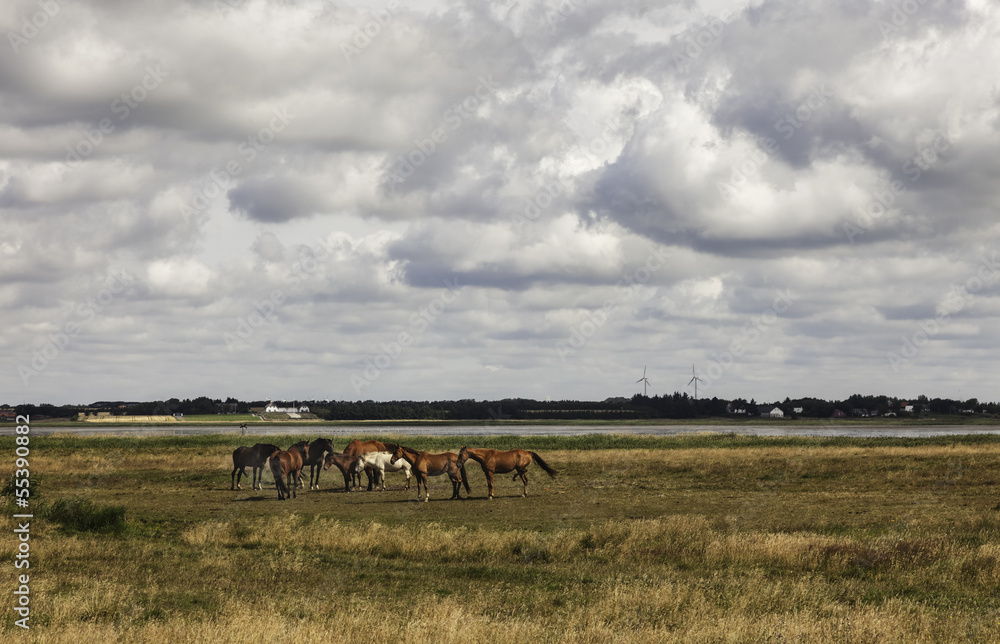 Horses on a green meadow at the wadden sea, Denmark