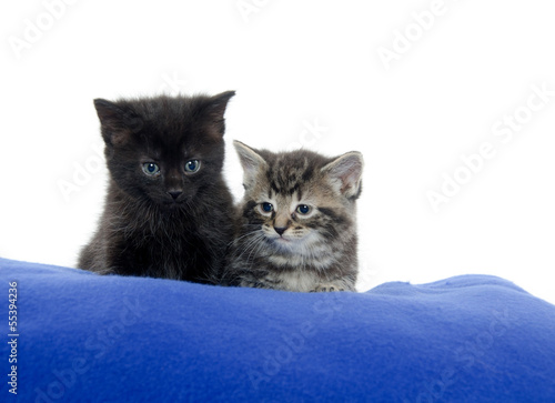 Two kittens on blue blanket