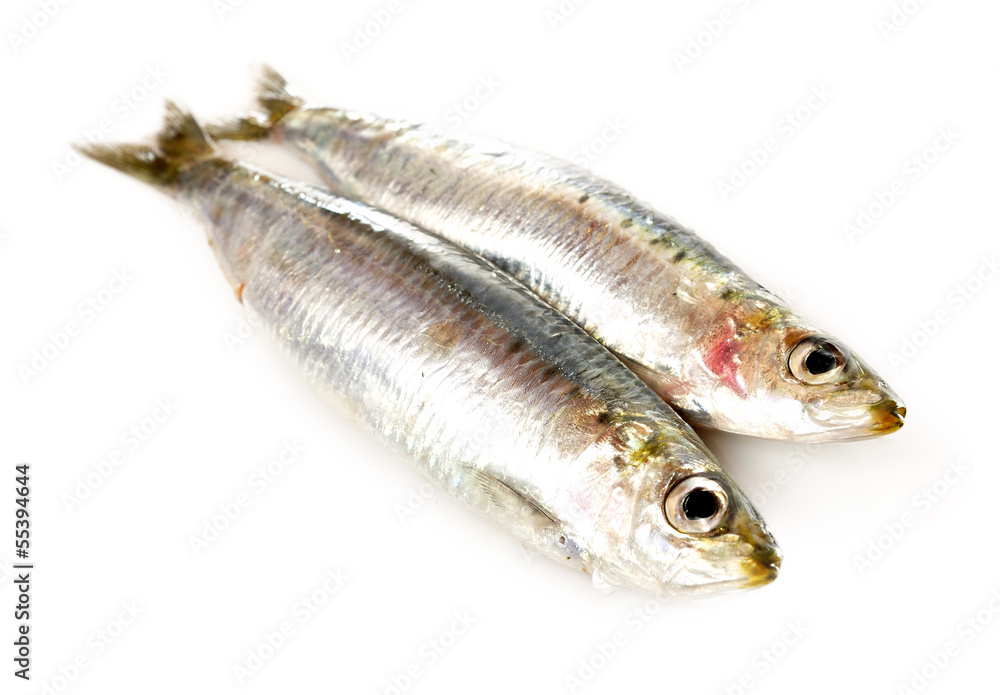 Sardina Sardina