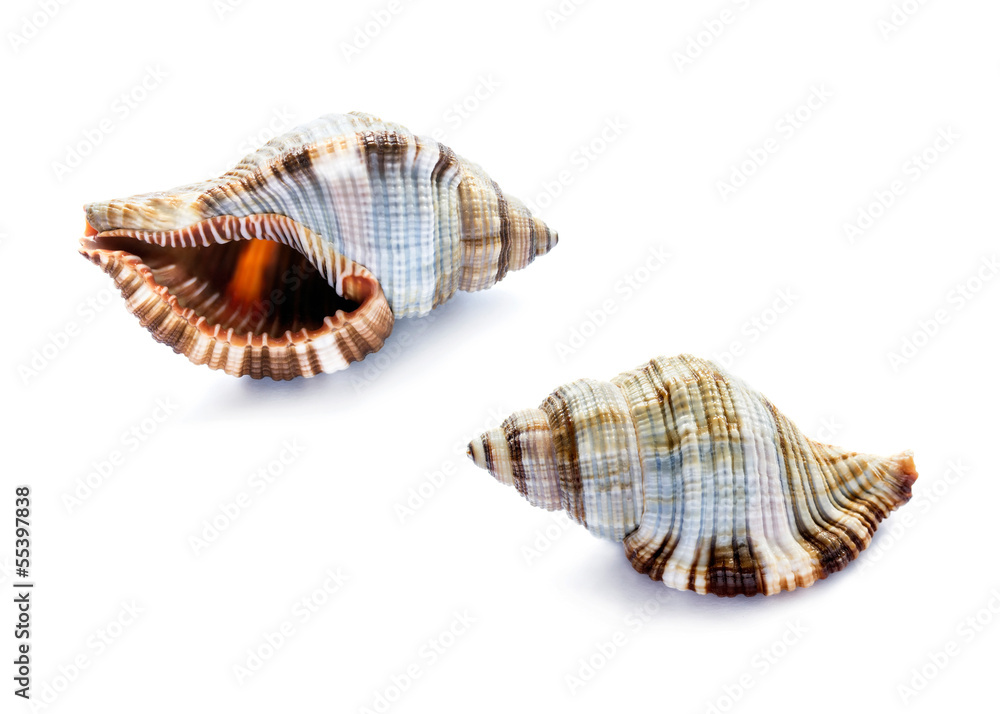 Two shells over white Two shells over white