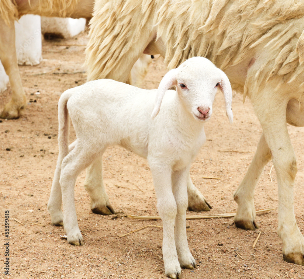 Lamb Lamb