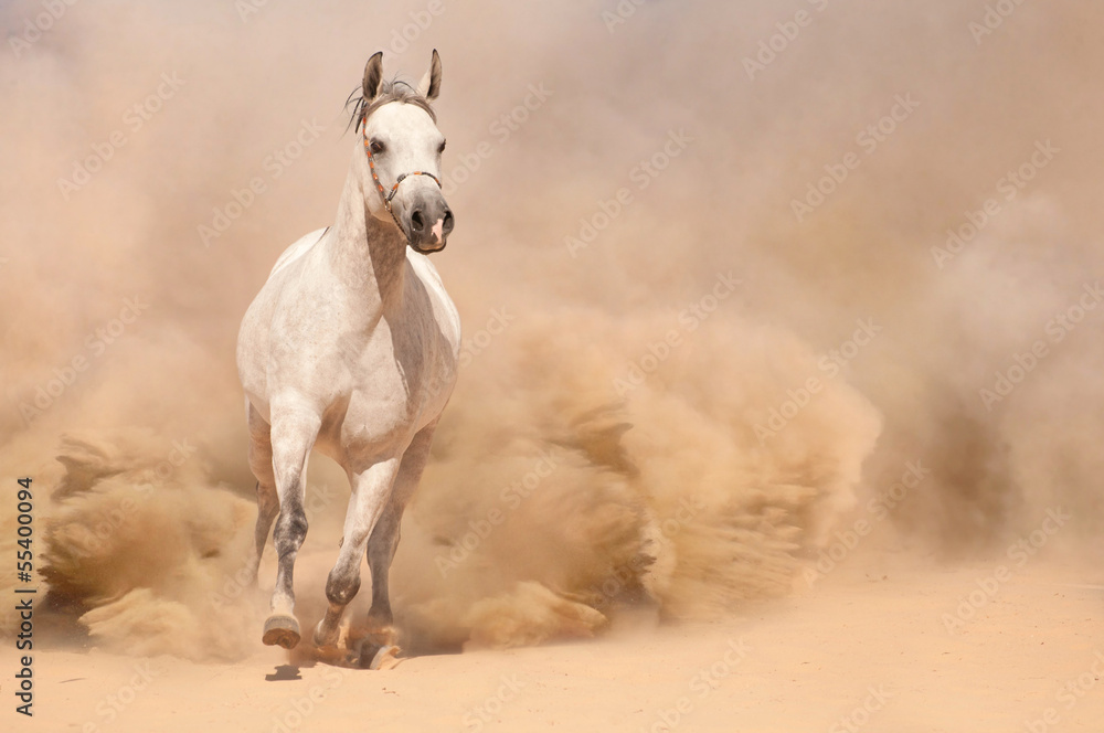 Horse run in desert - obrazy, fototapety, plakaty 