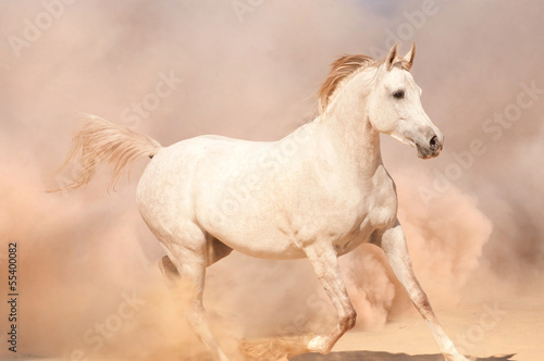 Horse run in desert © loya_ya