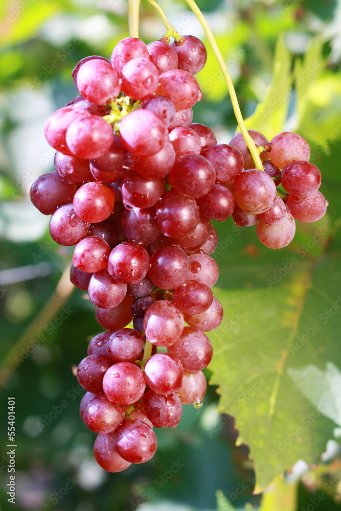ripe red grape ripe red grape
