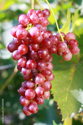 ripe red grape