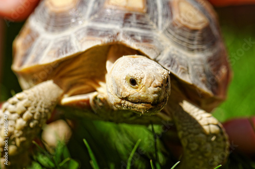 African Spurred Tortoise © nagydodo
