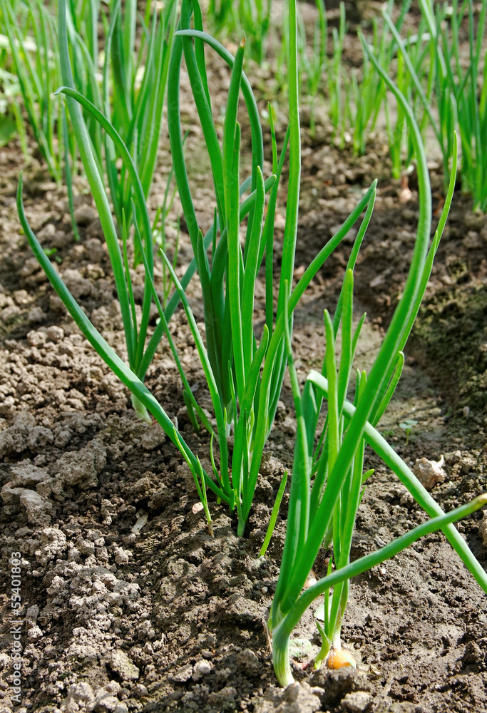 Growing onion. Growing onion.