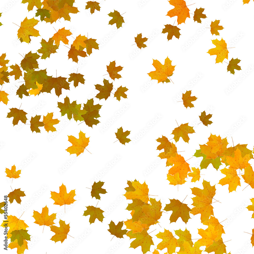 yellow maple leaves over white background yellow maple leaves over white background