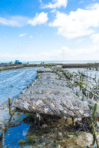 Oyster farming photo