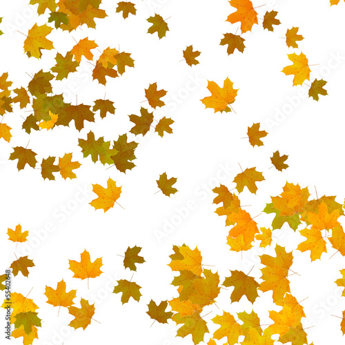 yellow maple leaves over white background