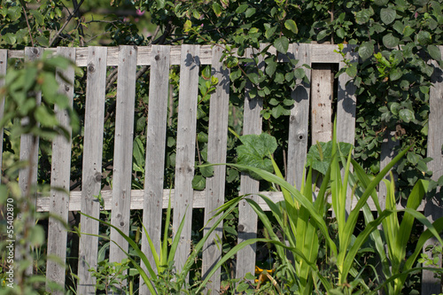 old wooden fence on the nature