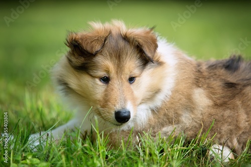 of Collie puppy on meadow