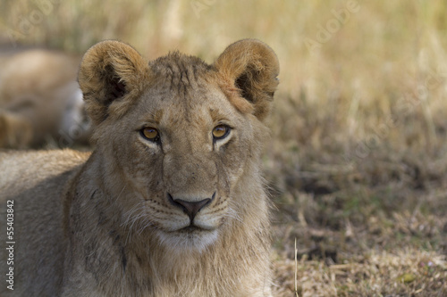 Portrait of a wild lion