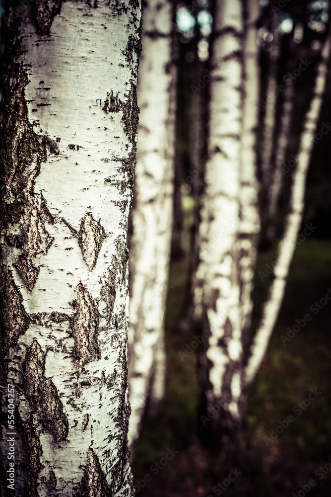 Fototapeta premium Beautiful birch trees in a summer forest