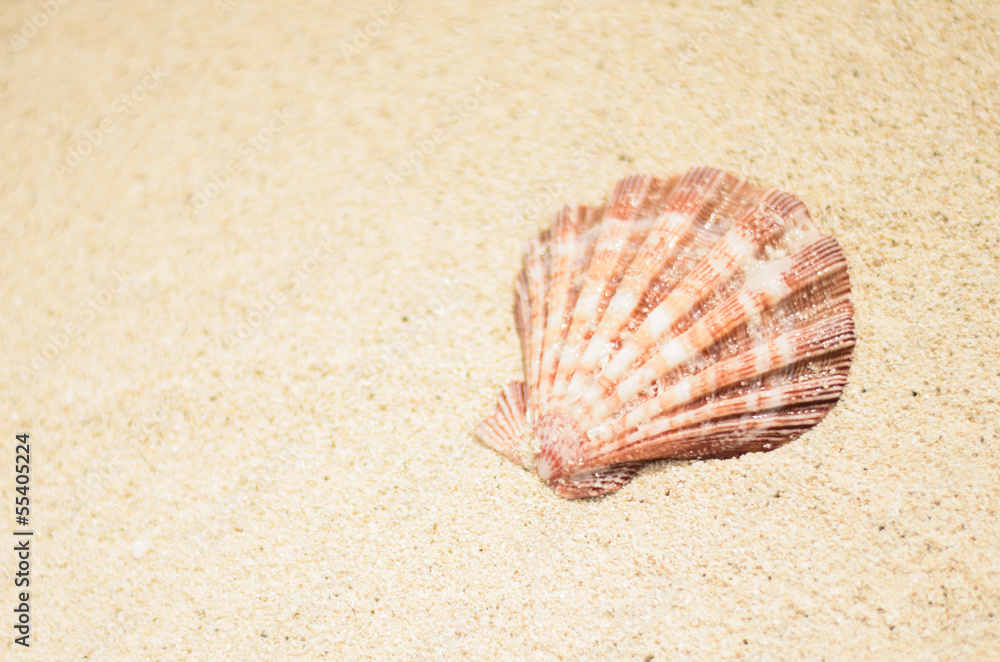 Seashell on the white sand Seashell on the white sand