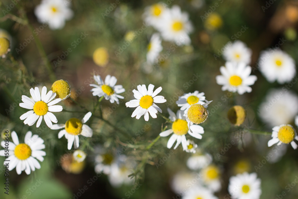 chamomile flowers in nature chamomile flowers in nature