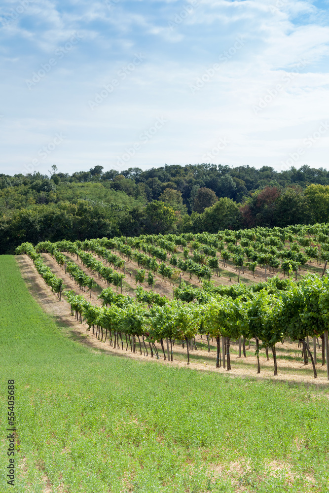Weingarten am Hügel
