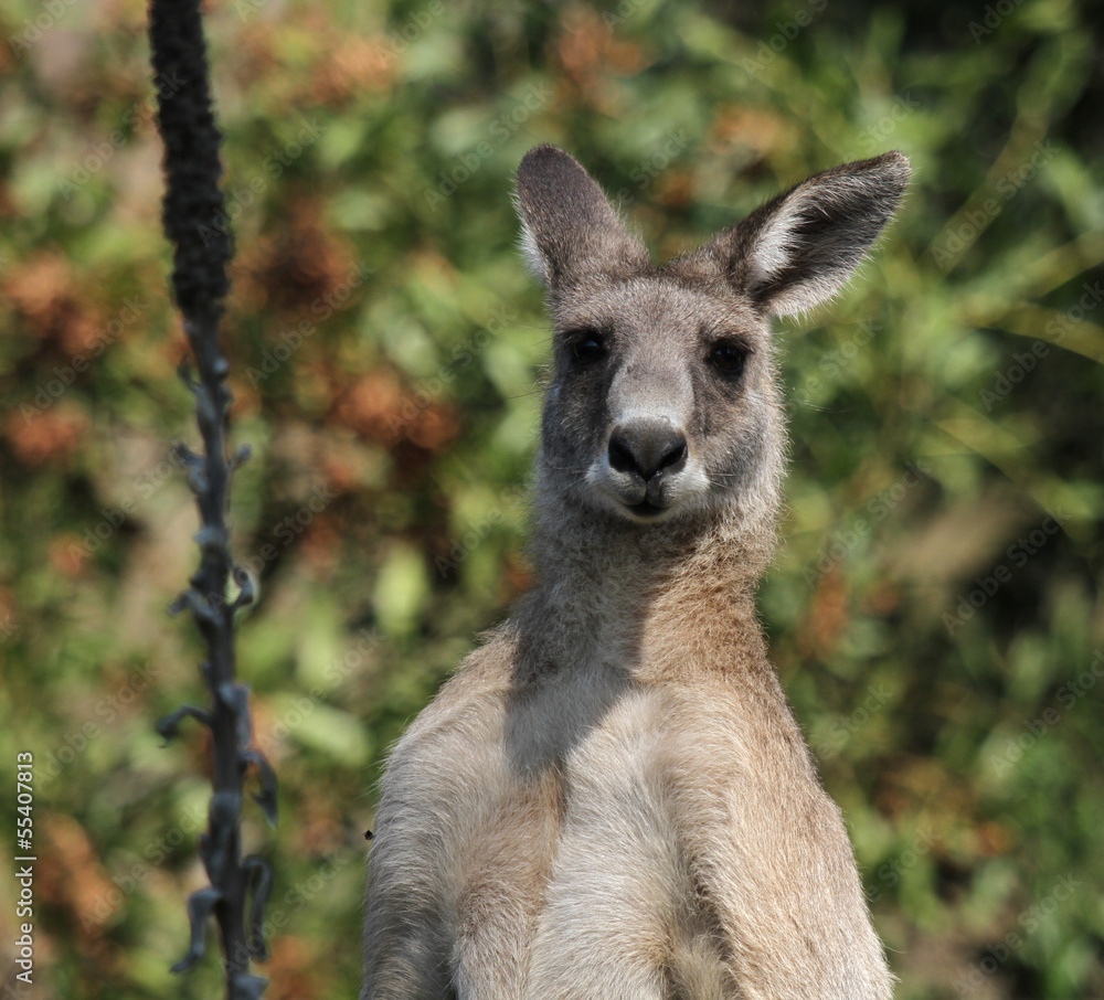 Fototapeta premium portrait de kangourou