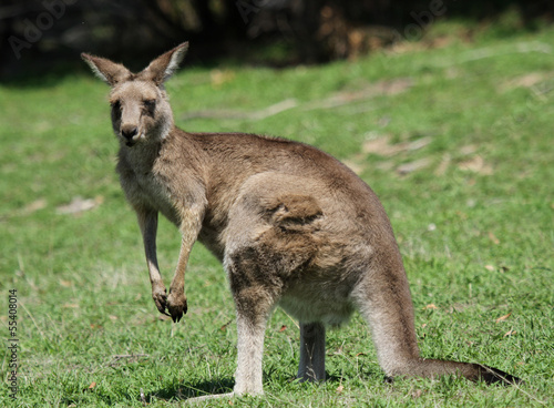 kangourou de profil