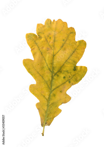 Yellow oak leaf on a white background - Isolated object. autumn