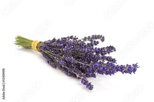 Canvastavla Bund Lavendel Lavandula angustifolia - isoliert auf weiß