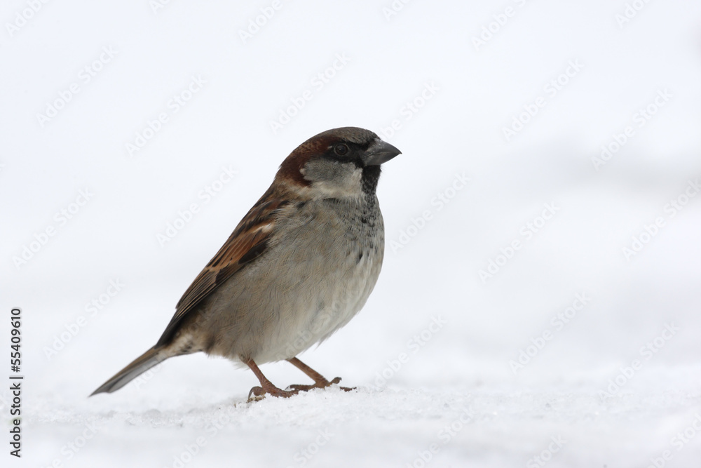 House sparrow, Passer domesticus House sparrow, Passer domesticus