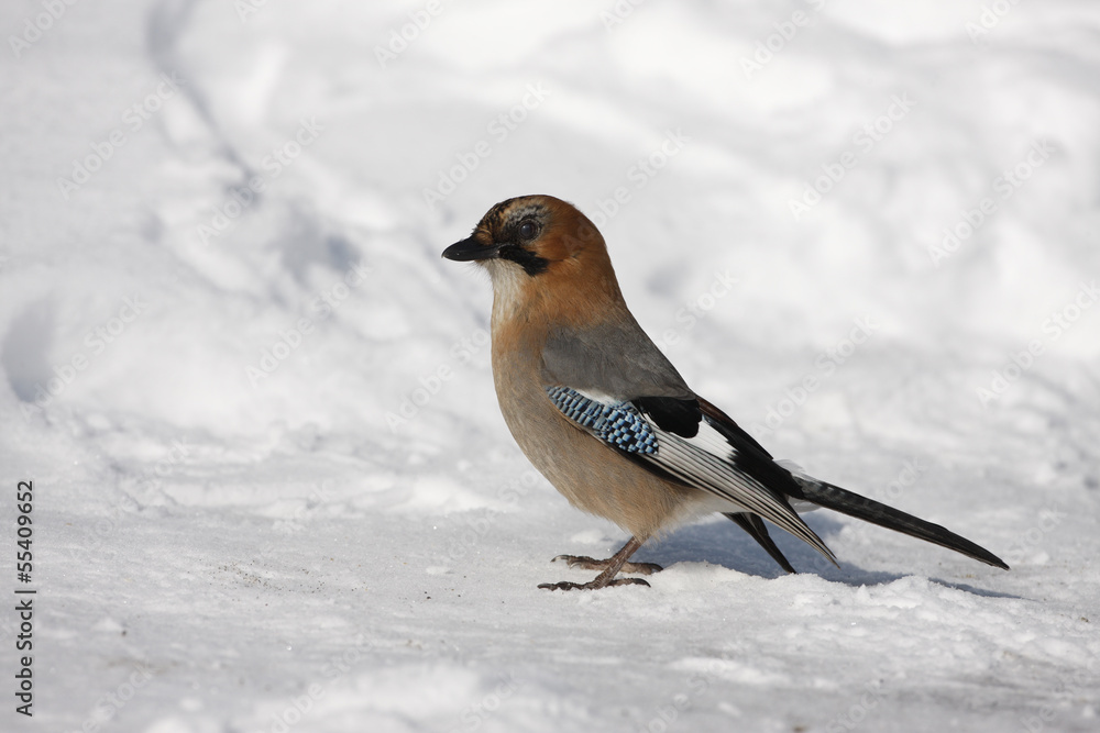 Jay, Garrulus glandarius Jay, Garrulus glandarius