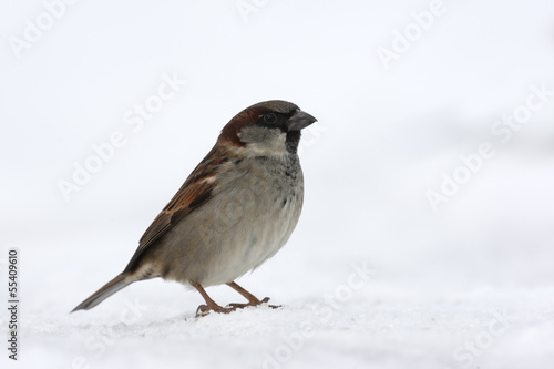 House sparrow, Passer domesticus © Erni