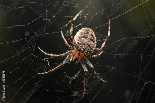 spider in nature. macro